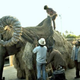 Image for article titled Photos of an elephant dressing up as the bantha from Star Wars